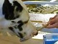 Three Dogs Bakery
