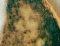 Virgin Mary