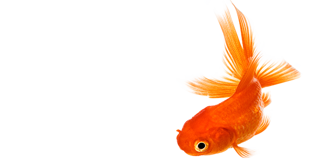 Dive into 888poker’s $1 buy-in ‘The Goldfish’ Tournaments